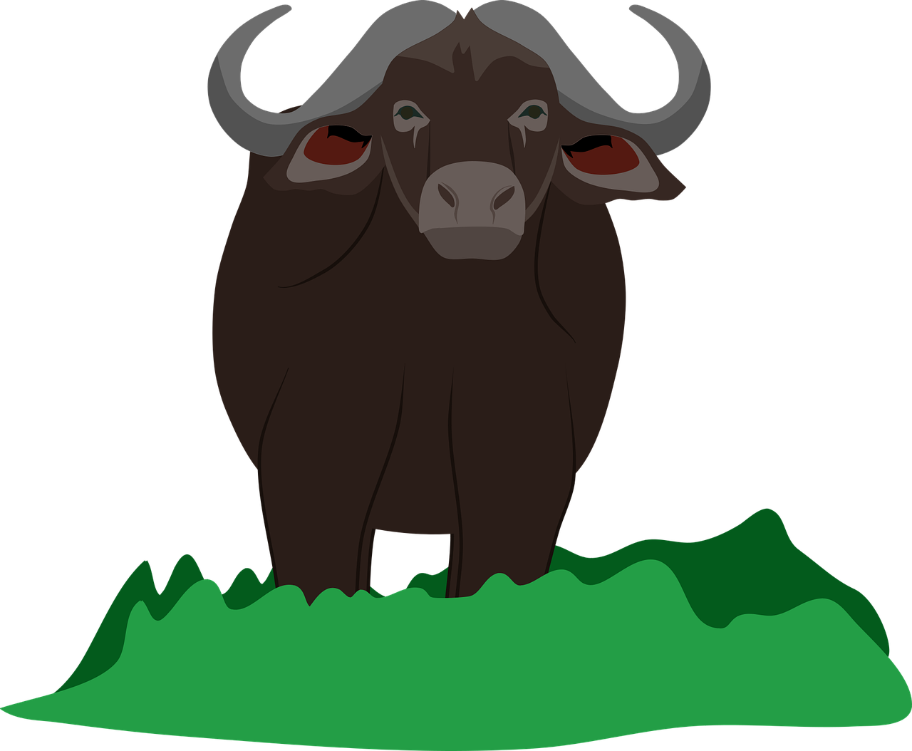 water buffalo